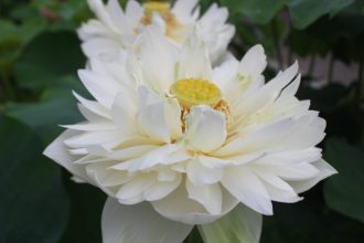 主催イベント：ハス祭り　　の画像