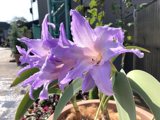 Worsleya procera ブルーアマリリス y*i様 Worsleya procera ブルー