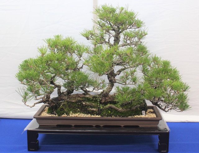 新緑盆栽展｜イベント情報｜草津市立 水生植物公園みずの森