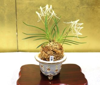 主催イベント：富貴蘭展の画像