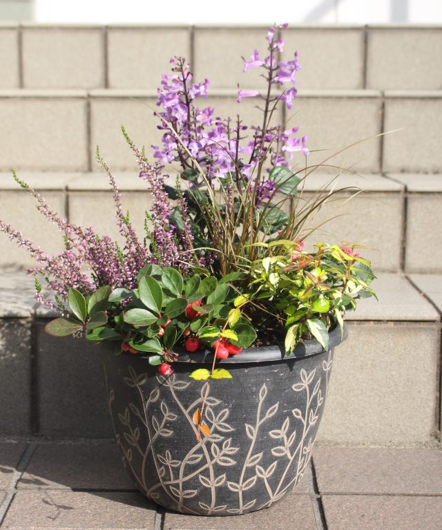 募集】プロが教える秋の寄せ植え講習会｜イベント情報｜草津市立 水生