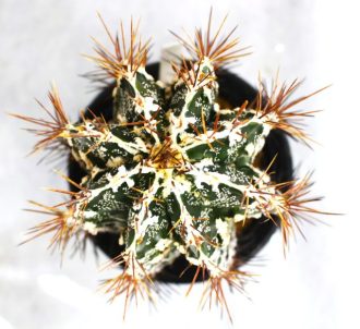 主催イベント:春のサボテン展の画像