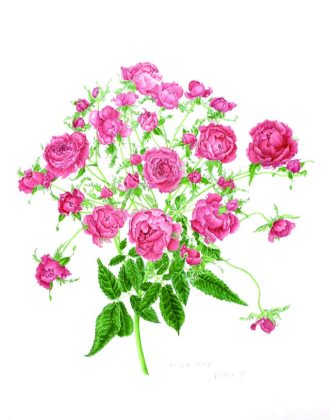 主催イベント：植物画同好会作品展の画像