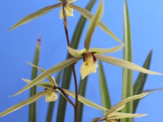 主催イベント：寒蘭展の画像