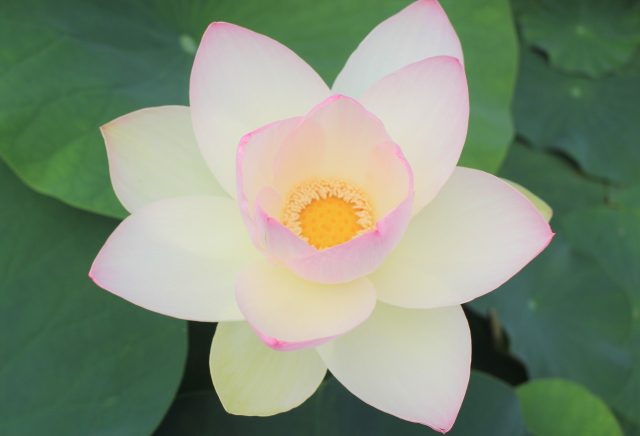 7月のイベント｜イベント情報｜草津市立 水生植物公園みずの森