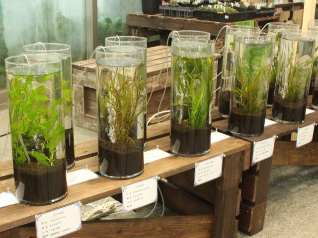 水草展 イベント情報 草津市立 水生植物公園みずの森