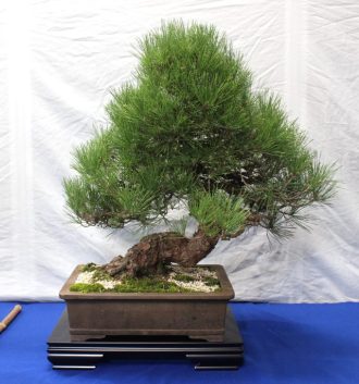 主催イベント：秋麗盆栽展の画像