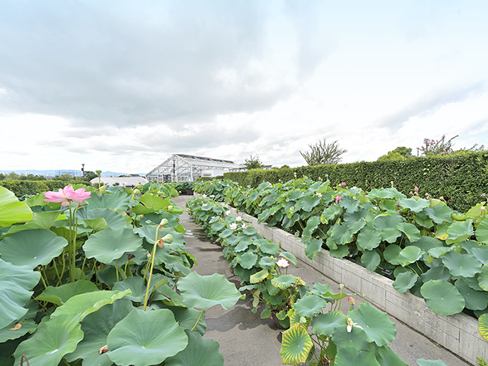 教材園の写真