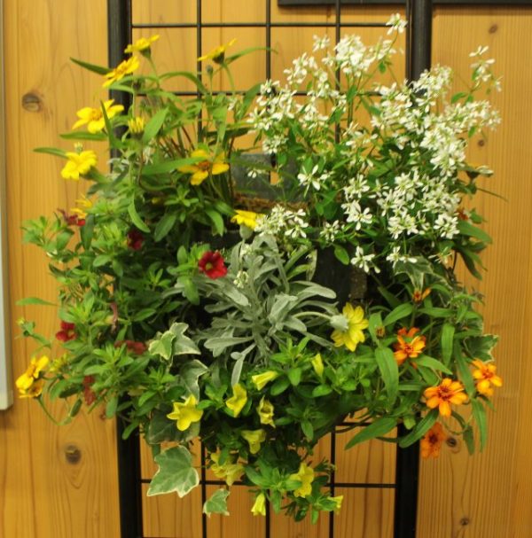 ハンギングバスケット講習会のお知らせ イベント情報 草津市立 水生植物公園みずの森