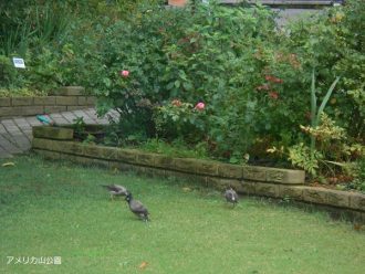 公園だより最新投稿写真