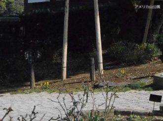 公園だより最新投稿写真
