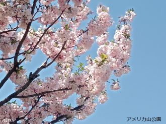 公園だより最新投稿写真