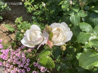 公園だより最新投稿写真