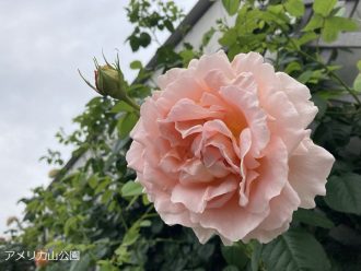 公園だより最新投稿写真