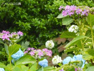 公園だより最新投稿写真