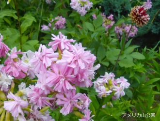 公園だより最新投稿写真