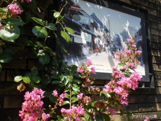 公園だより最新投稿写真
