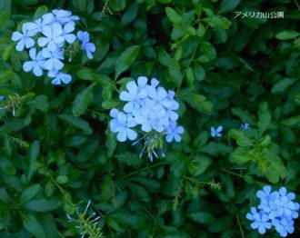 公園だより最新投稿写真