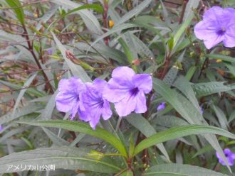 公園だより最新投稿写真