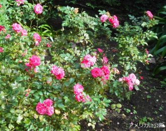 公園だより最新投稿写真