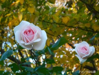 公園だより最新投稿写真