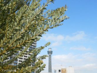 公園だより最新投稿写真