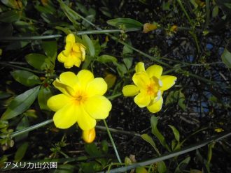 公園だより最新投稿写真