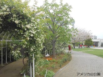 公園だより最新投稿写真