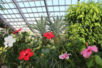 主催イベント:ねったいかんで植物管理のお仕事体験の画像
