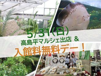 主催イベント：高島平マルシェ出店＆５/３１(日）は入館料無料デー！🎊の画像