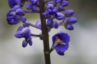 ねったいかんだより最新投稿写真