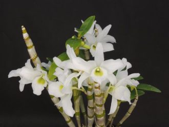 主催イベント:ふらわりんぐ講習会『洋ランの育て方と板付け講習会』の画像