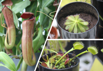 主催イベント：食虫植物の不思議な世界の画像