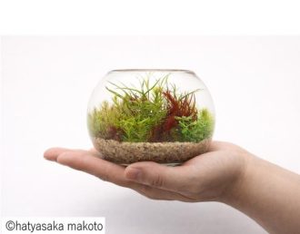 主催イベント：グラスアクアリウム作り🐟【5/30(土)・31(日)・6/13日(土)・14(日)開催！】の画像