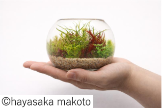 主催イベント：グラスアクアリウム作り🐟【5/30(土)・31(日)・6/13日(土)・14(日)開催！】の画像