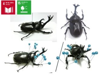 主催イベント：カブトムシの昆虫標本を作ろう！の画像