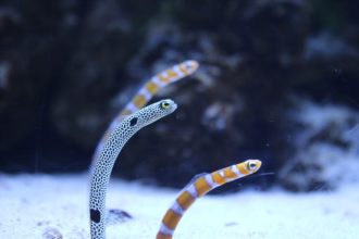 主催イベント：ねったいかんで水族館のお仕事体験の画像