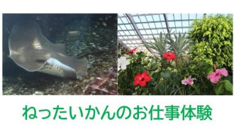 主催イベント：ねったいかんのお仕事体験　の画像