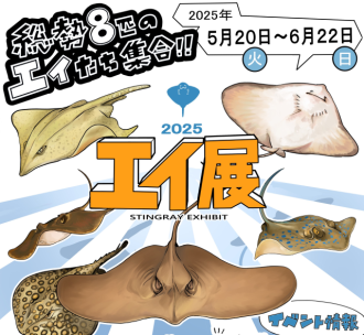 主催イベント：【2025年5月20日(火)より開始】エイ展の画像
