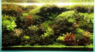 主催イベント：【5/26～6/21開催！】アマゾン展🐟の画像