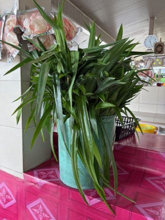 ねったいかんだより最新投稿写真