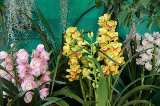 主催イベント：【1/20(火)～2/1(日)】育てよう広めよう緑の画像