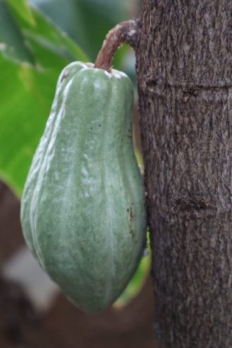 ねったいかんだより最新投稿写真