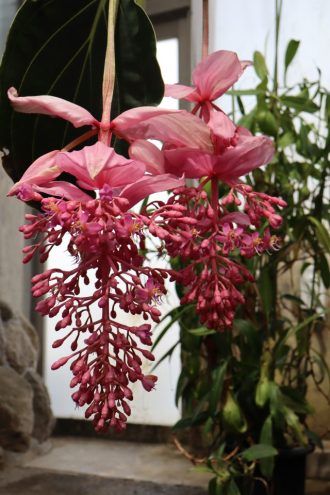 ねったいかんだより最新投稿写真