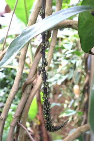 ねったいかんだより最新投稿写真