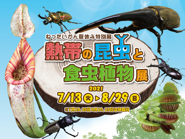 夏休み特別展 熱帯の昆虫と食虫植物 イベント情報 板橋区立 熱帯環境植物館