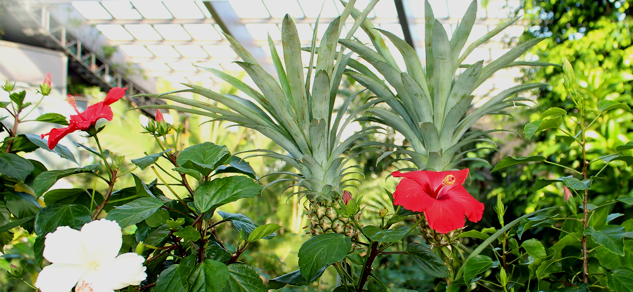 板橋区立 熱帯環境植物館