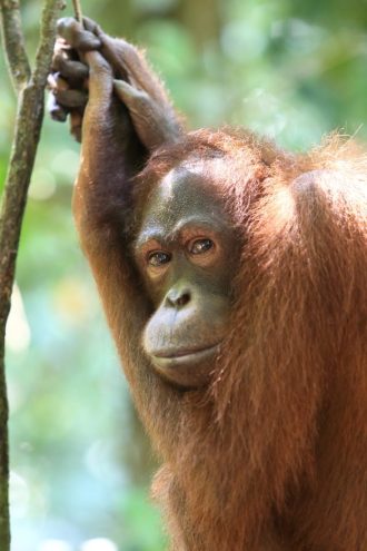 主催イベント:☆3月29日(日)開催☆カードゲームで体験! 親子で学ぶ「生物多様性」講座の画像