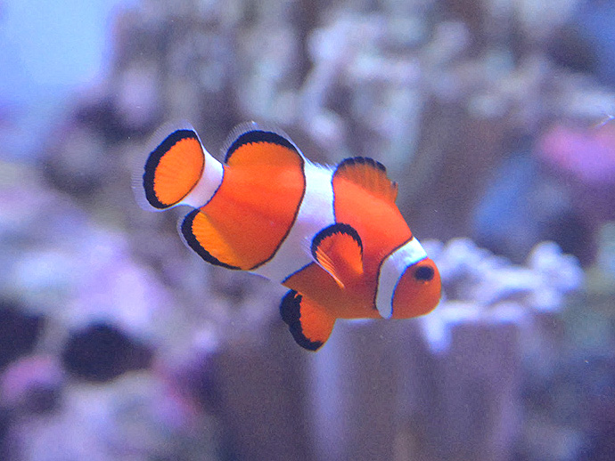 魚の写真