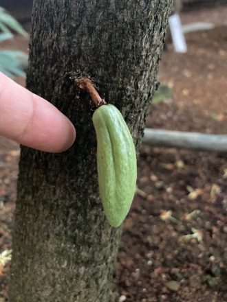 ねったいかんだより最新投稿写真